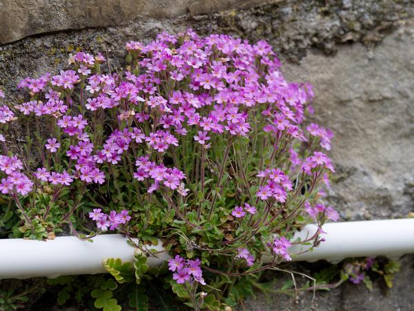 <h3><a href="/trips/ebro/biota/plantae/tracheophyta/magnoliopsida/lamiales/plantaginaceae/erinus alpinus/erinus alpinus-nl.html">Erinus&nbsp;alpinus</a> / Fairy&nbsp;foxglove / </h3>OM-1 Mark II met OLYMPUS M.12-100mm F4.0, 1/80 sec  bij F5.0, ISO 200, afstand 1.035&nbsp;m